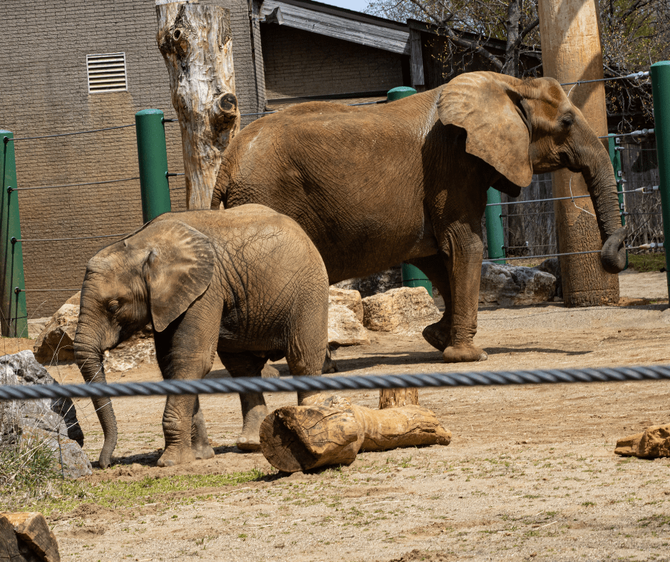 Elephant Bannerghatta Biological Park