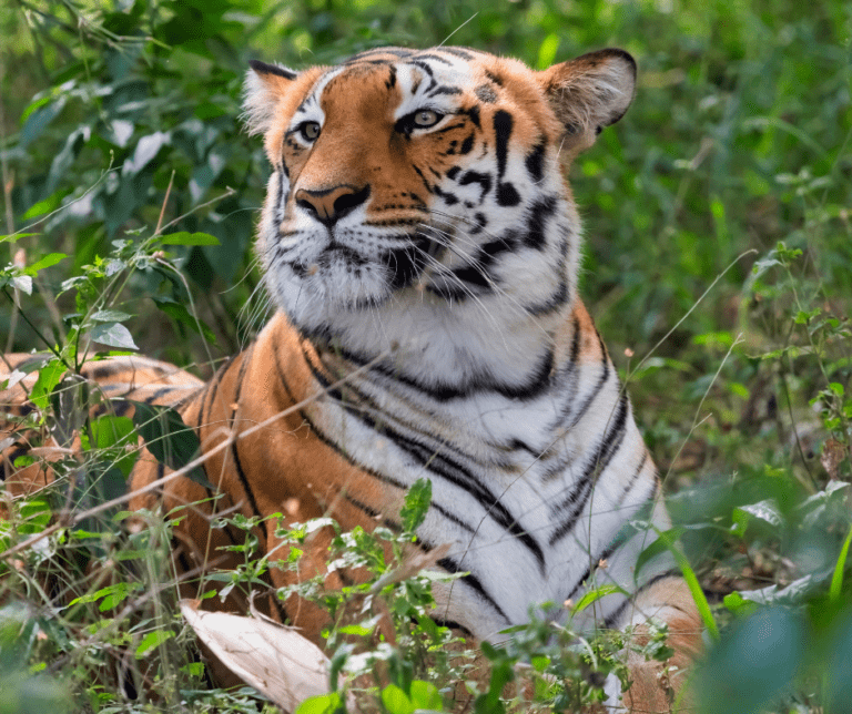 Bannerghatta Biological Park